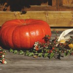 steiermark pumpkin