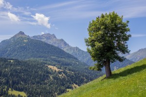 tree-841034_1920
