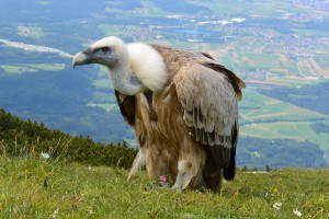 vulture-708784_1920