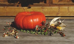 steiermark pumpkin