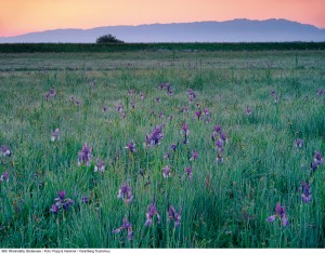 980_Rheindelta am Bodensee