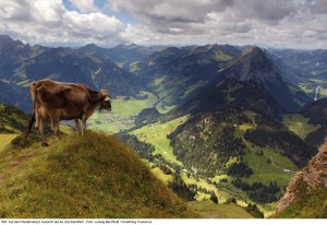 994_Auf dem Diedamskopf/Bregenzerwald
